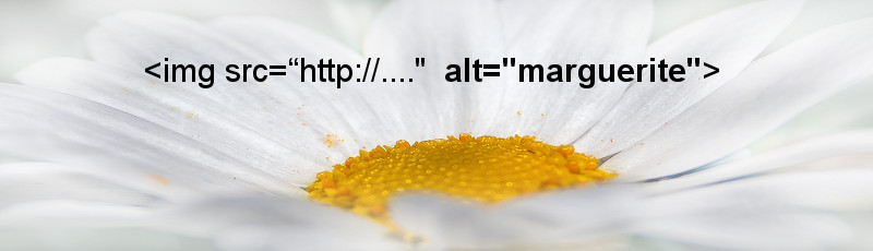 Alt Tag in SEO