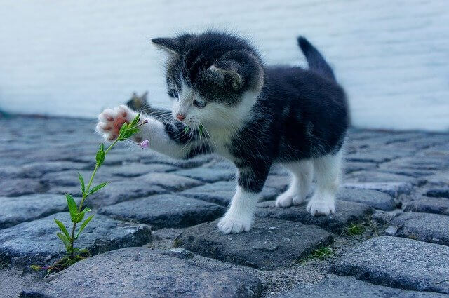 Kitten playing with a flower