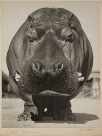 Hippo Front